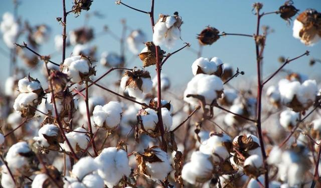 ��ɫװ���������ݣ���̬��֯����Ҫ�󡪡�1